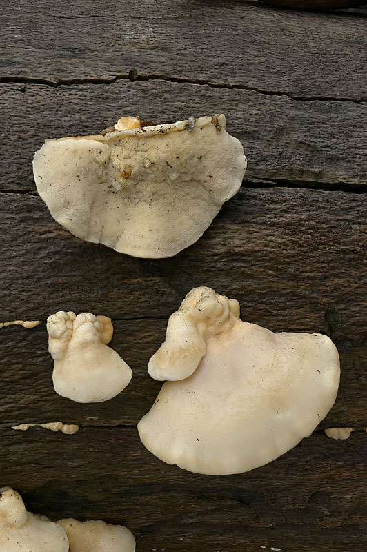 Postia tephroleuca